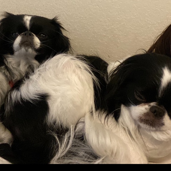 Meet your Posher, Shannon - Picture 2 of 3